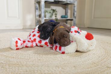 Preview: Kuschelhund XL - 45 x 45 cm